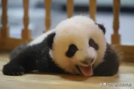 熊猫基地月亮产房，三个月大的宝哥，满满的回忆图片