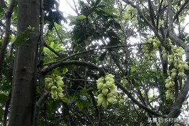 一种极具开发价值的“禾雀花”，藤茎可当“鸡血藤”，你家乡有吗图片
