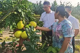 县委书记易鹏到脱贫村调研党史学习教育、乡村振兴、生态环保等工作图片