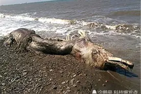 全球多地发现不明生物，俄罗斯海滩的“海怪”，有鸟一样的面目！图片