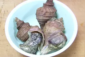 海螺的家常菜做法，简单粗暴的取肉方法视频封面