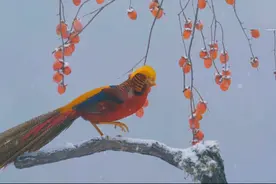 它是人间最像凤凰的鸟，却因为名字是鸡，痛失国鸟之位图片