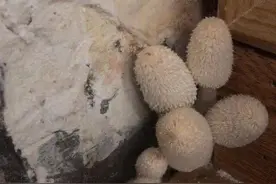 女业主被家里蘑菇吓哭，一次比一次多，还会化成黑水……图片
