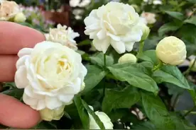 求助花友：开春以后重剪一个月的茉莉花为什么还不长新芽？图片