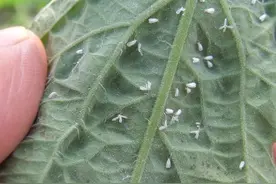 这是防治白粉虱、蚜虫、蓟马的特效药，持效期长达45天图片