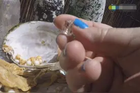 女子在海边散步时捡回一个贝壳，打开后竟然看到了这个图片