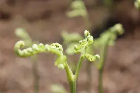 云南又一怪——山坡爬满龙爪菜图片