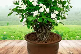 怎样用湿度计来判断茉莉花需要浇水吗？图片