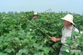 新型肥料叶面肥以及甲酸钙在叶面肥上的应用图片