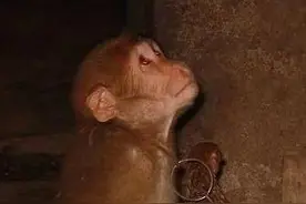 男子家中养的猴子一直闷闷不乐，男子买了只鸡陪它，男子不淡定了图片