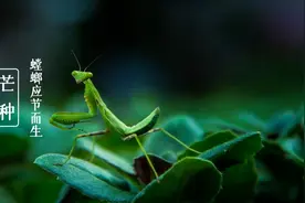 芒种 | 螳螂应节而生，十首有关螳螂的诗词，催人起五更图片