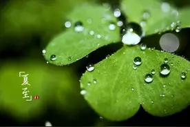 昨天夏至节是晴天，有什么预兆？看看农村夏至农谚就知道图片