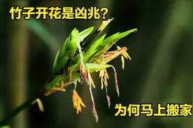 “竹子开花，马上搬家”竹子开花是凶兆？为何老祖宗让马上搬家？图片