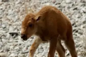 野狼捕食小野牛，牛妈妈赶来了，野狼悲剧了视频封面