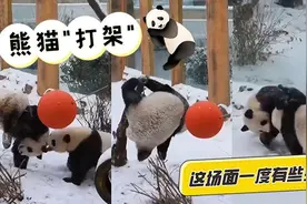 打滚儿、撒泼、卖萌……下雪天来看熊猫“打架”啦图片
