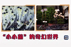 90后女孩拍摄微观菌奇幻世界 令人大开眼界图片