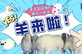 羊来啦！蒙古国捐赠的最后一批羊今天“到货”啦图片