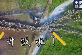 航拍1700只羊的“干饭”时刻图片