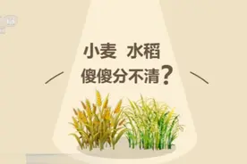 看这里！教你如何区分小麦、水稻、夏粮、秋粮、早中晚稻图片