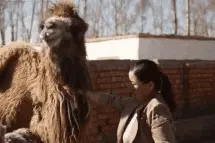 种草药 养骆驼 特色产业升级助力乡村振兴图片