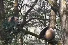 为爱“出手”大熊猫也有“比武招亲”图片