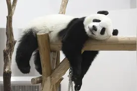 摄影爱好者采风偶遇大熊猫 树上乘凉赏景好惬意图片