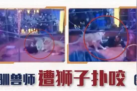 突然失控 俄罗斯驯兽师遭狮子扑咬图片