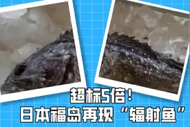 超标5倍 日本福岛再次捕获“辐射鱼”图片