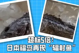 超标5倍 日本福岛再次捕获“辐射鱼”图片