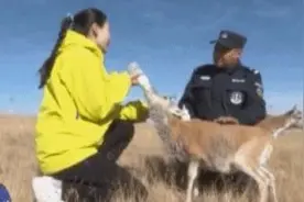 萌化！近距离看给小藏羚羊喂奶！戳视频来“吸羊”→图片
