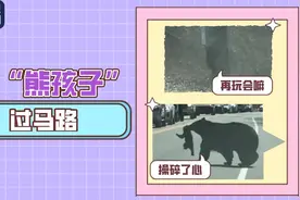 真“熊孩子”过马路 累坏了熊妈 急坏了路人图片