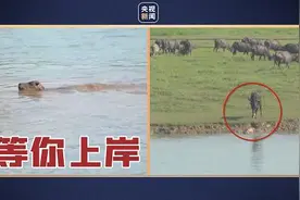 超有爱！牛妈妈等掉队小牛上岸后一起蹦跶庆祝图片