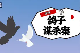 来自地狱的鸽子！网友拍到两只鸽子“谋杀”同伴图片