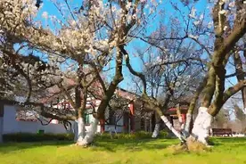 百花争艳 春日里的玄武湖美不胜收图片