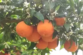 依托脐橙“摇钱树”湖北秭归的这个“穷山沟”变身“亿元村”图片
