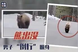 男子跑步遇熊 倒退行走脱身图片