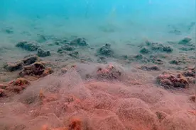 马尔马拉海遭遇“海鼻涕”危机 潜水员：水下黏液密布如同地牢图片