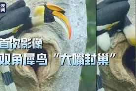 我国摄影师意外拍到双角犀鸟封巢罕见影像图片