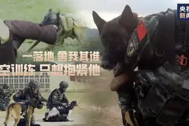 心疼又好笑！高空索降军犬紧紧抱住特战队员胳膊图片