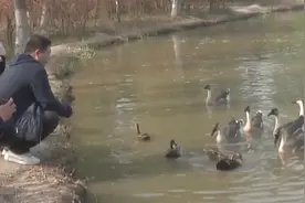 西安浐灞湿地公园迎来观鸟最佳季节 最高观测鸟类超过一万只图片