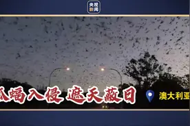 遮天蔽日 数万狐蝠入侵澳大利亚引恶臭图片