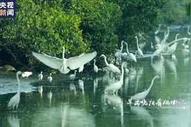 今日中国·广东丨小鸟天堂：人、树、鸟和谐共生图片
