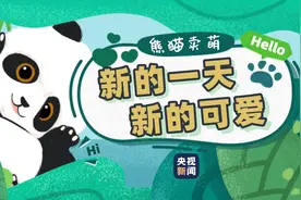 大熊猫认真卖萌是什么样子？图片