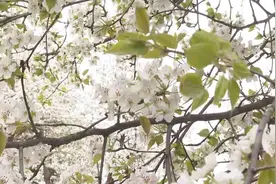 宁夏中卫举办第十五届黄河梨花节 赏花游客达20000名图片