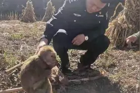 猕猴因觅食入村庄上蹿下跳 民警担心误伤人将其“逮捕”图片