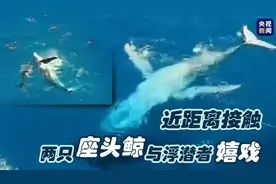 调皮！座头鲸翻身亮肚皮 与浮潜者近距离嬉戏图片