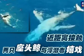 调皮！座头鲸翻身亮肚皮 与浮潜者近距离嬉戏图片