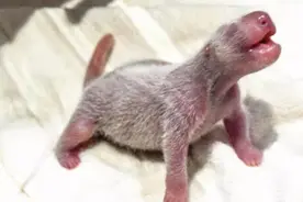 喜讯！又一熊猫宝宝在日本诞生图片