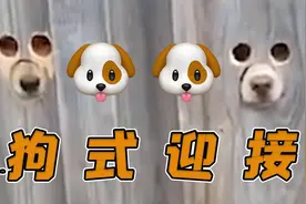 红红火火恍恍惚惚 狗子如何“近距离”迎接主人图片