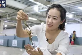 走向我们的小康生活丨“人参姑娘”带动农户富起来图片